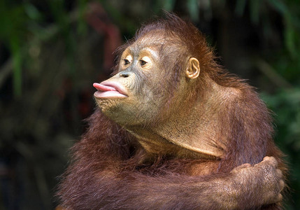 红毛猩玩舌头图片