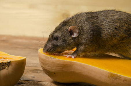 一只老鼠在木桌上吃南瓜图片