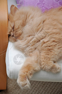 宏观睡觉波斯猫背景图片