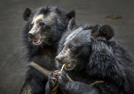 水牛熊或黑熊在动物园图片