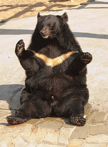 亚洲黑熊坐在一个有趣的位置上Ursusthibe图片