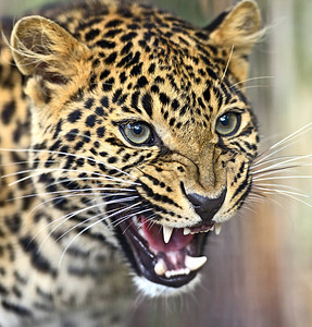 野生非洲大草原上的豹子肖像图片