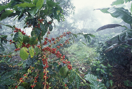在中美洲洪都拉斯科潘山的咖啡园图片