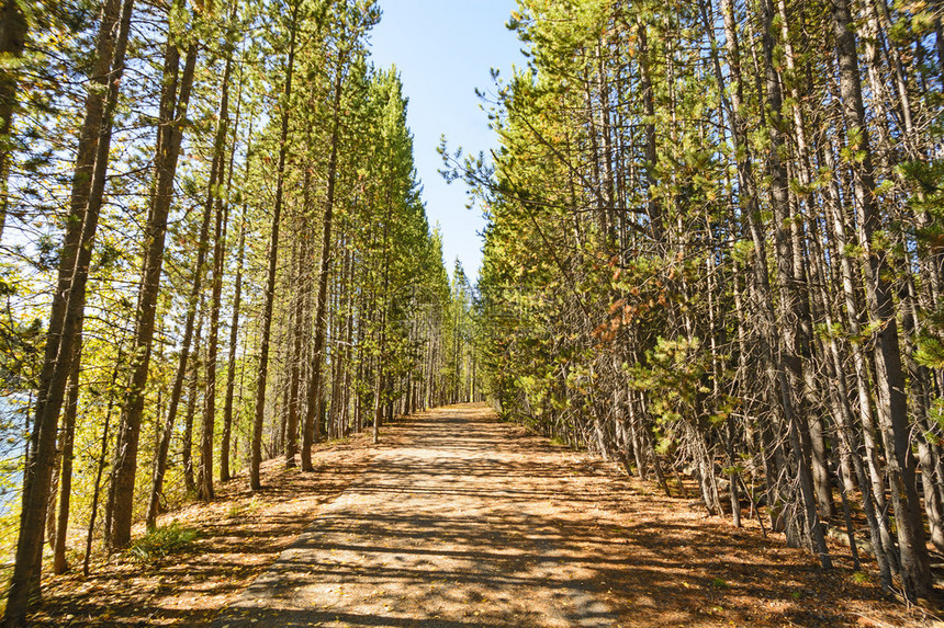 怀俄明州GrandTetons公园一条有树木线的农村公路图片
