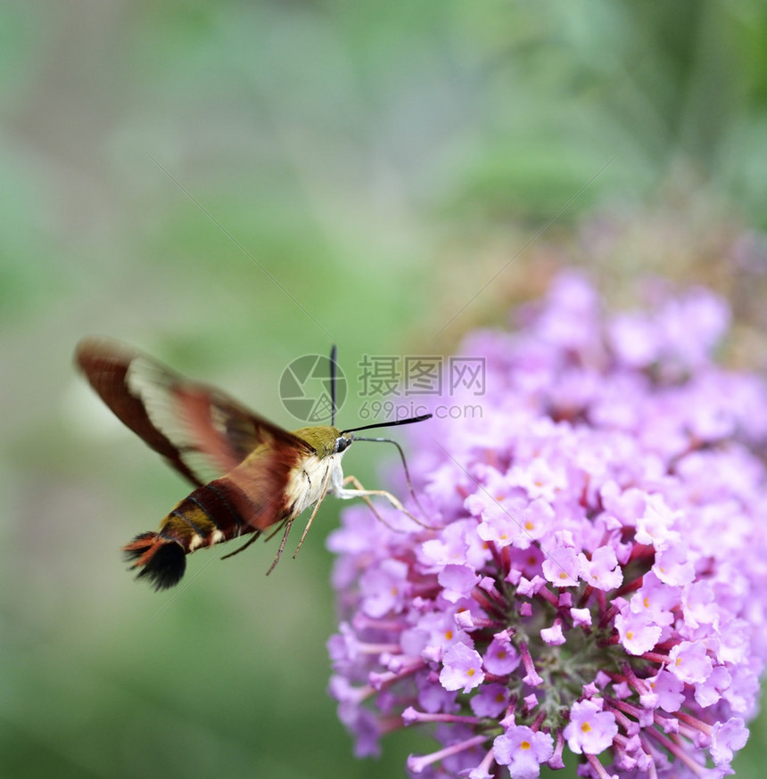 普通的清风SphinxMoth或Hummingbir图片