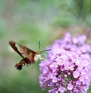 普通的清风SphinxMoth或Hummingbir图片