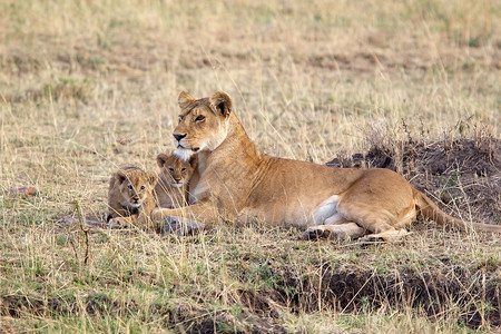 非洲大草原有幼崽的非洲狮子Panther图片