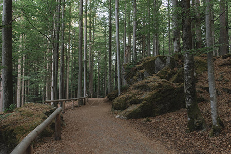 森林森林风景自然图片