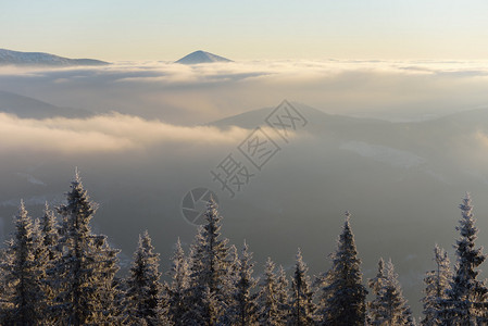 山雾的晨雾黎明的冬季风景喀尔巴阡山脉图片