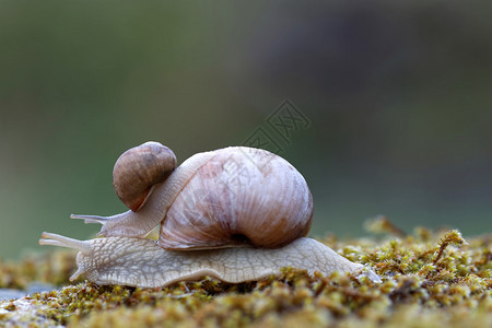 在绿苔的大型蜗牛上搭便车的婴儿蜗牛图片