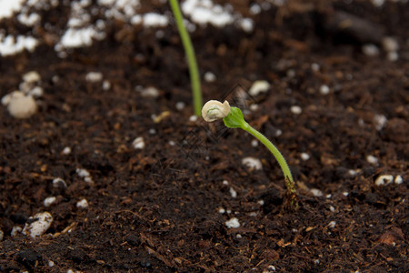 辣椒植物幼苗在室内土壤上发芽图片