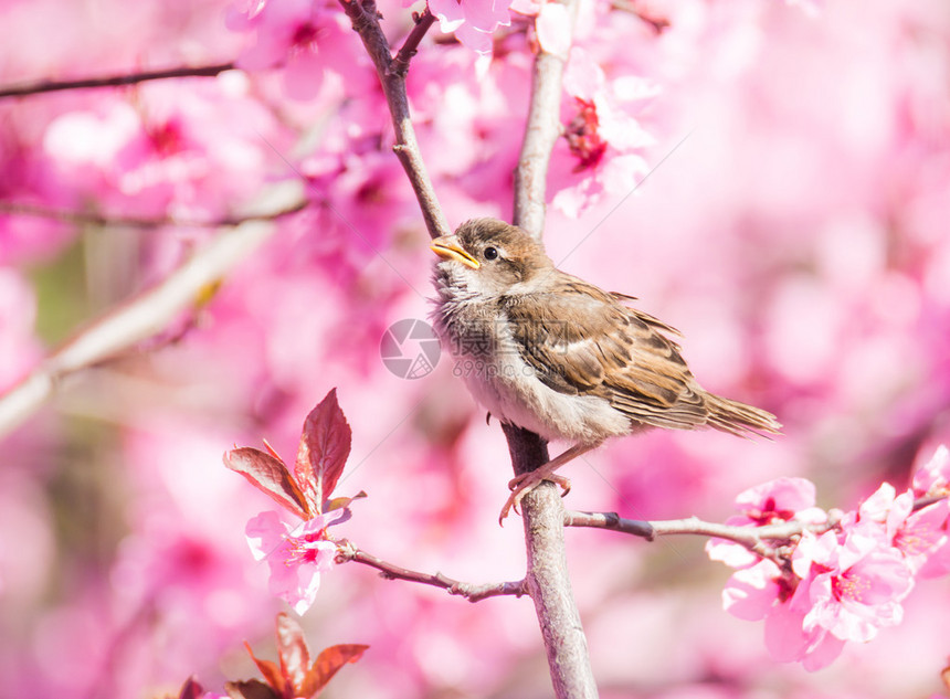 麻雀坐在粉红花蜜桃树开图片