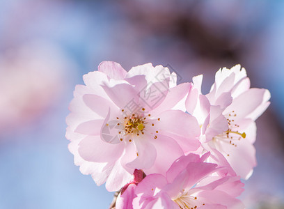 春光带粉红背景图片