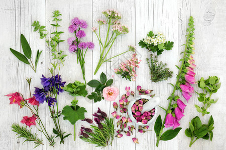 用于天然替代草药的草药中的草药和花朵选择图片