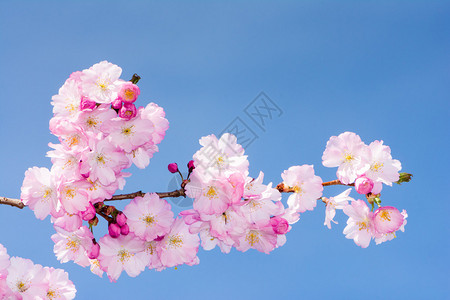 粉红色樱花盛开的季节图片