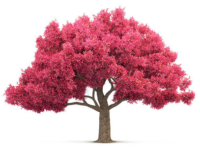 樱花树孤立的3D插图背景图片