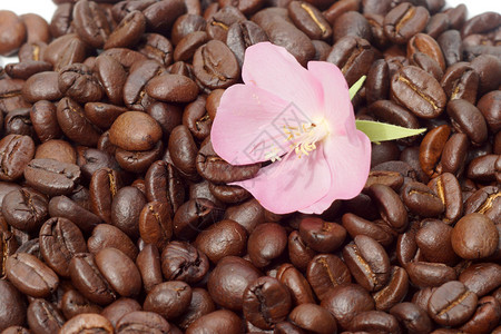 咖啡豆和粉红色的花图片