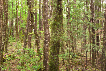 智利南部的森林格局背景图片