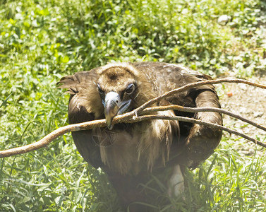 野生猛禽黑狮鹫黑秃鹫图片