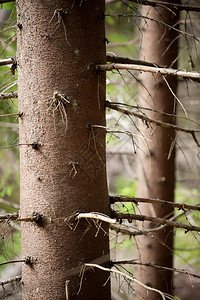 森林中一棵云杉树的树干图片