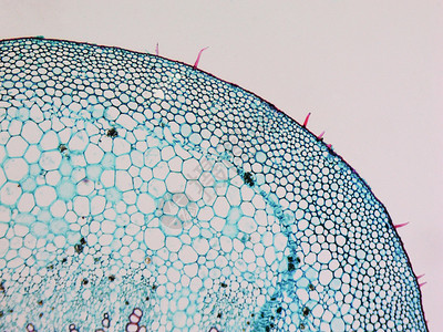 通过显微镜观察的Mulber背景图片