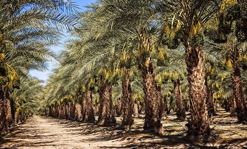 沙漠枣椰树准备收割背景图片