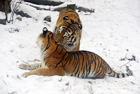 冬天林里的东北虎背景图片