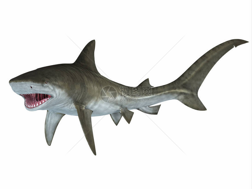 当鲨鱼威胁要攻击鱼尾鳍时鱼群向猎物进发时它们图片
