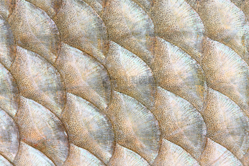 鱼类规模的自然背景常见布林姆Abramis图片