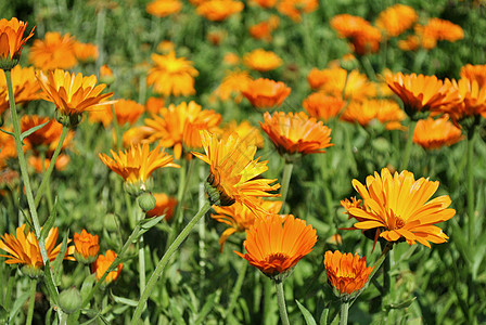 Calendula药用背景图片