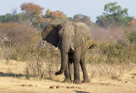 非洲大象loxododonta图片