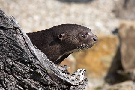 巨人Otter图片