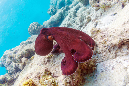 坐在珊瑚礁印度洋上的生物红色章鱼生存在马尔代图片