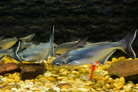 越南鲶鱼巴萨鱼背景图片
