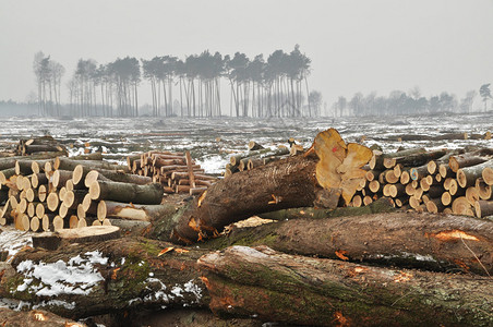 冬天砍伐的森林图片