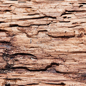 白蚁损坏木材的纹理特写图片