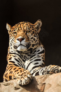 南美亚马逊丛林捕食者美洲豹或形美洲豹PantheraOnca图片