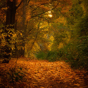 秋天森林里的童话图片