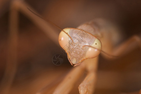 小螳螂Mantisreligiosa的标本图片