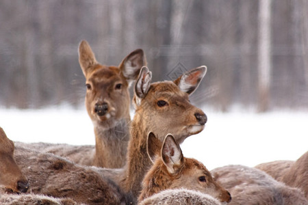 冬天一大群梅花鹿站在树林里图片