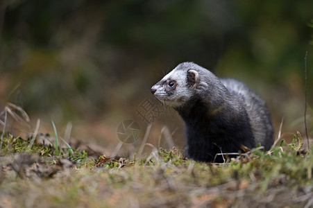 StoatMustelaerminea站立在猎图片