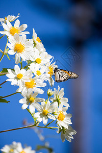 皇帝蝴蝶DanausPlipippus是Nymphalidae家族的图片