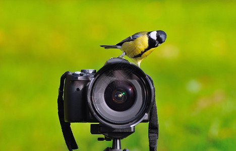 相机上的鸟图片