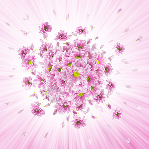 粉红菊花芽爆炸光辉的射背景图片