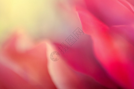 一朵玫瑰花的细节背景图片