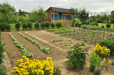 小屋前的菜园图片