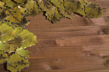 木头上的叶子木制背景图片