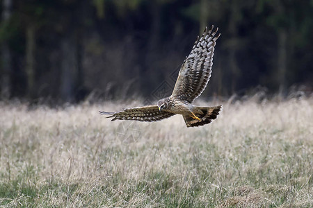 HenHarrier在其自然栖图片