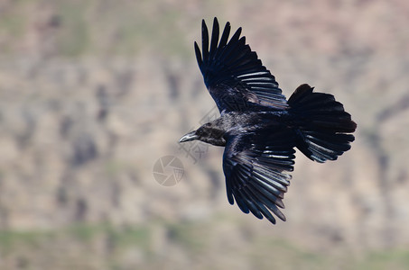 黑乌鸦飞过峡谷图片