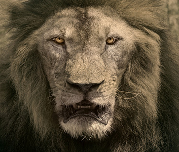 近距离面对雄狮子危险的非洲猎食动物在天鹅野背景图片